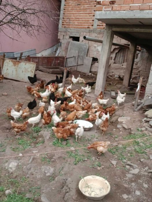Продавам ярки кокошки и петли