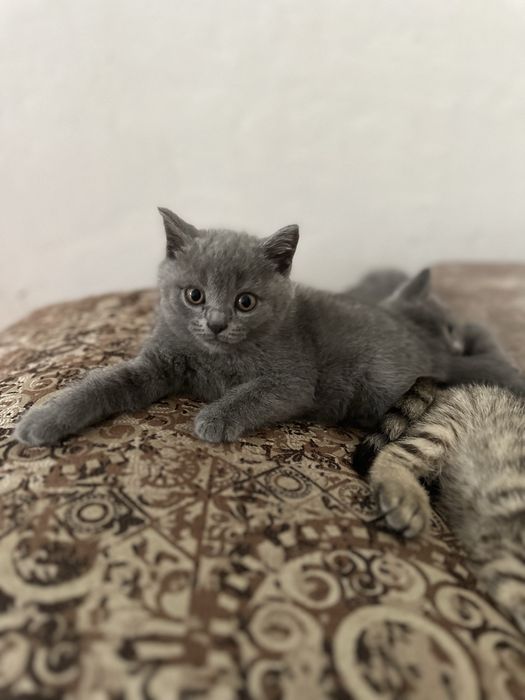 Продам породистых котят