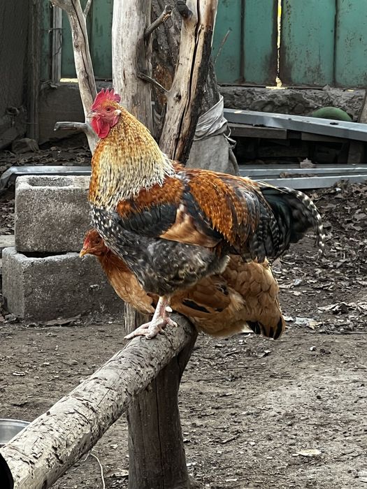 Тауықтар сатылады