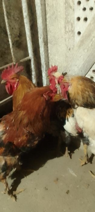 Продам молодых петухов