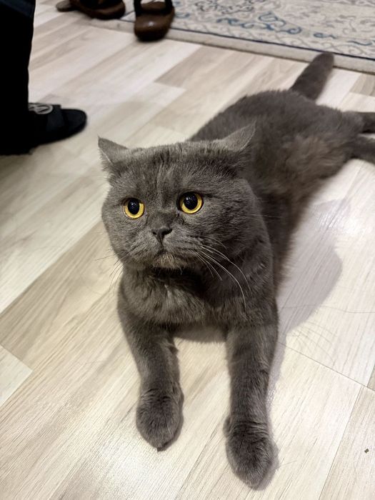 mushuk vyazka ( koshka)