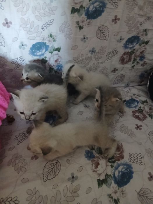 Котята даром вислоухие