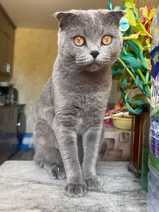 Кот Скоттиш фолд оригинал!!! Вязка кота с кошкой, сотилмайди!