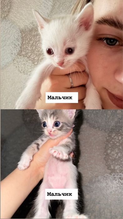 Отдам котят в добрые руки,2мальчика