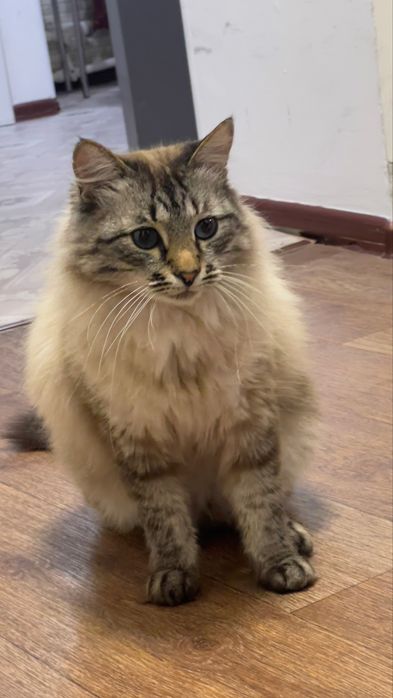 Сибирский красавец ищет дом