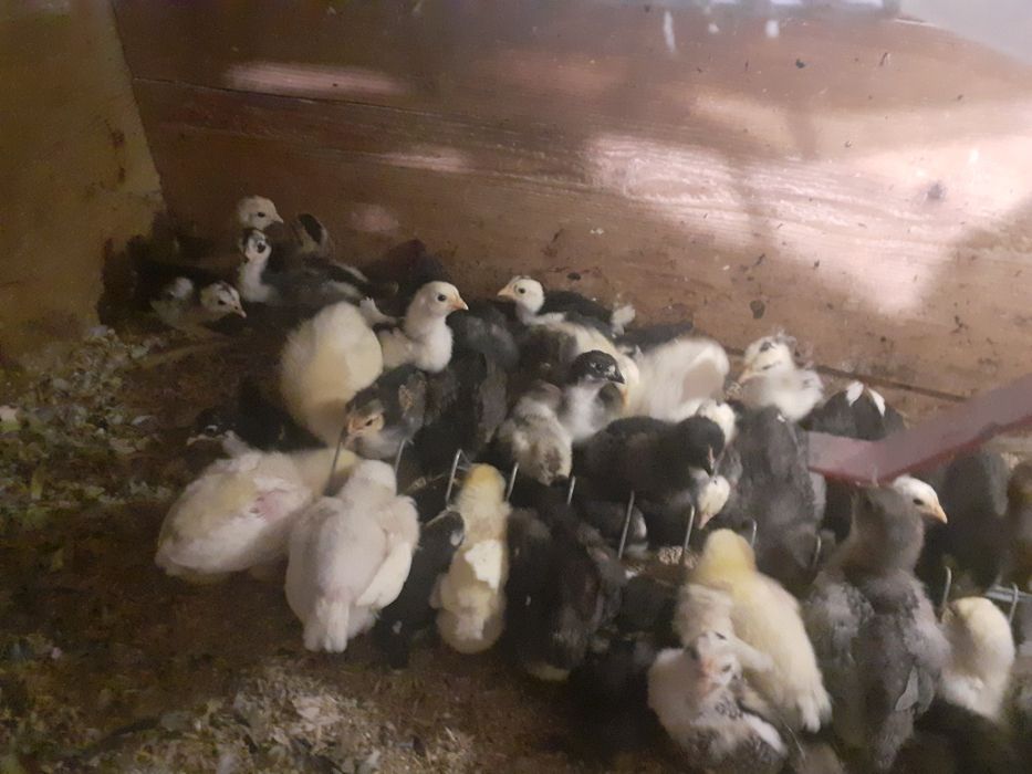 Vând oua și pui rasa pura sau metiși din rasele Chaboo,Italiene