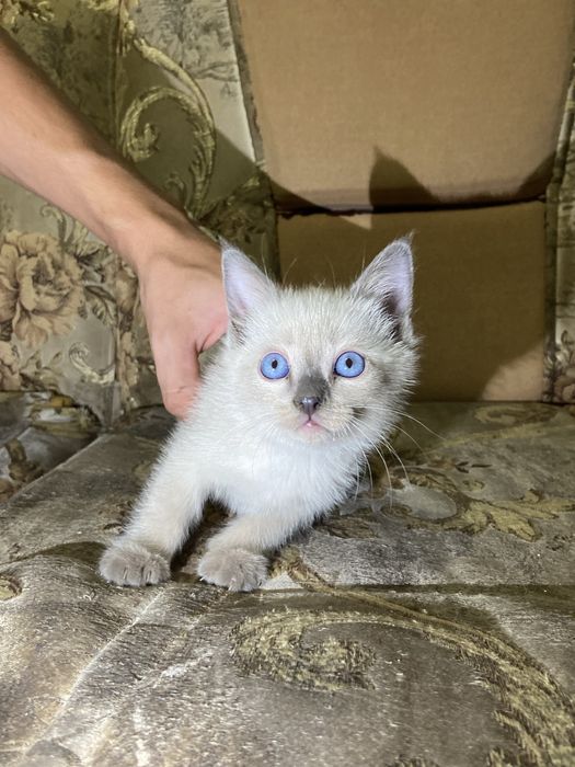 Отдам котят в хорошие руки