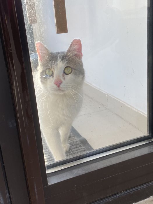 Отдаем кота