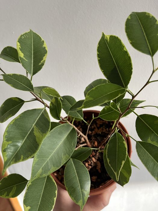 Фикус Бенджамина Реджинальд