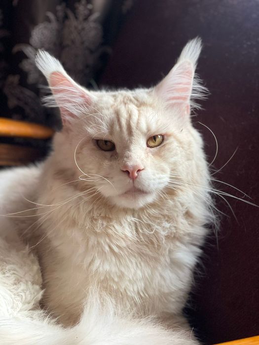 Милая кошечка Мейн кун. Документы