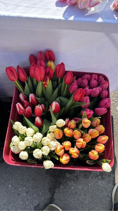 Тюльпаны в розницу. Свежие