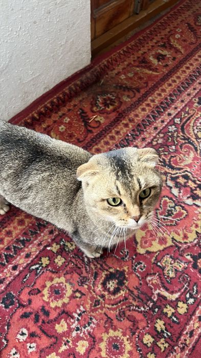 VYAZKA EMAS SOTILADI вислоухий  шиншилла