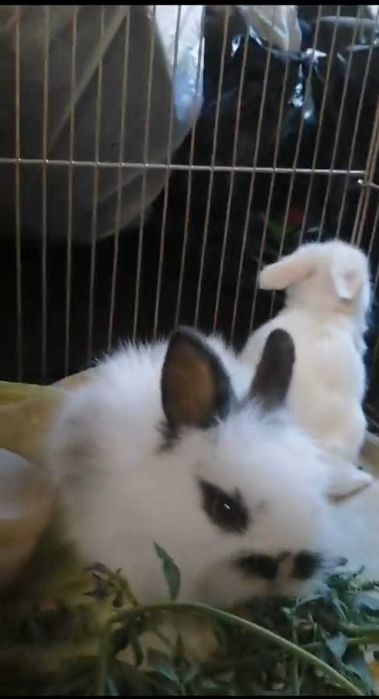 Крольчата вислоухие и торчеухие