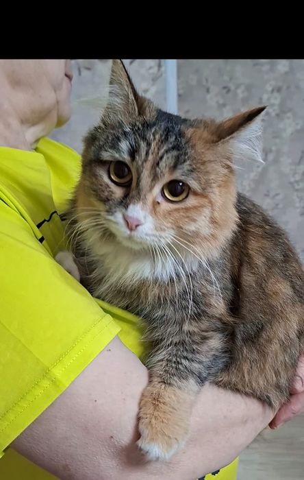 Молоденькая стерилизованная кошечка  Марфуша в добрые руки!