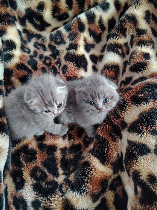 Mushukchalar sotiladi