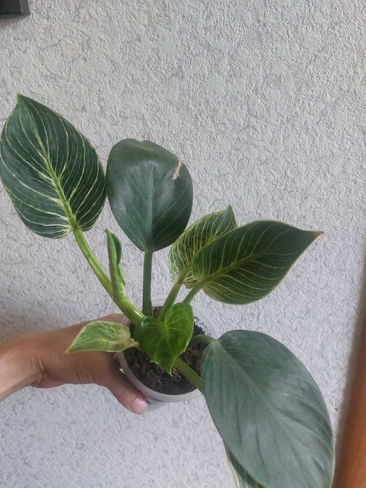Продам фикус Белиз.
