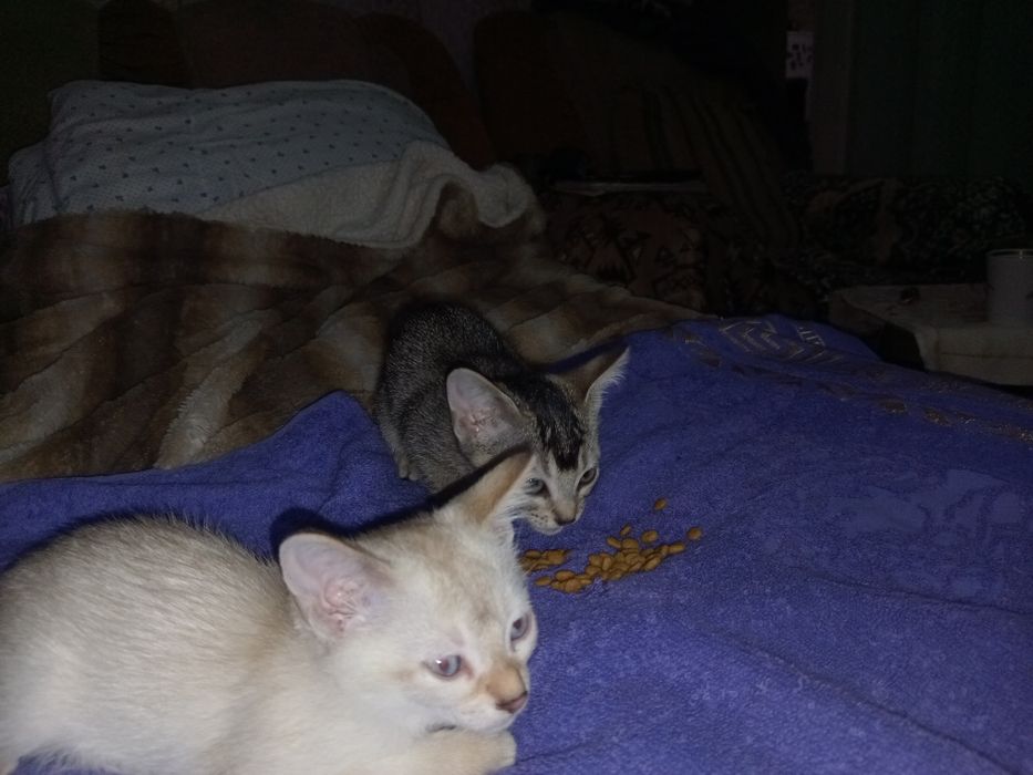 Котята чаузи колор поинт