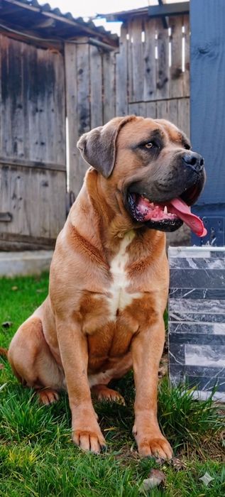 Femela Cane Corso Formentino cu pedigree FCI