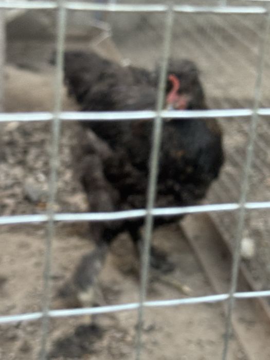 Продам  кур молодых