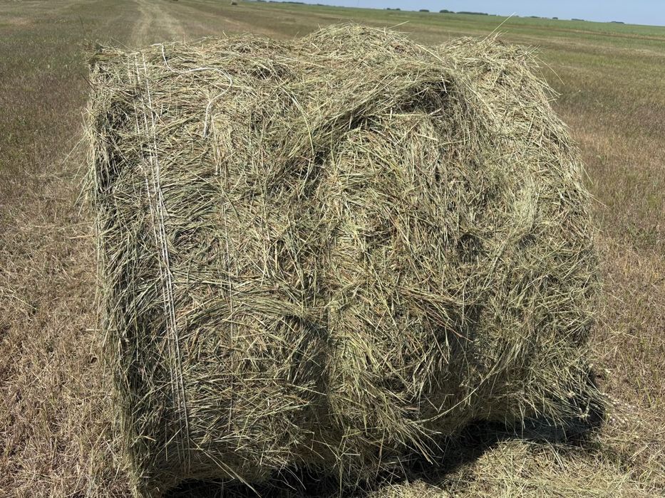 Продам сено в рулонах 10000тг