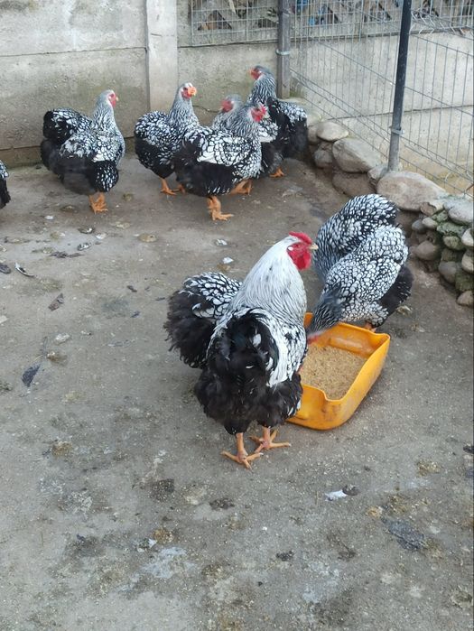 Pui și oua incubat Wiandotte GSG și Argintiu