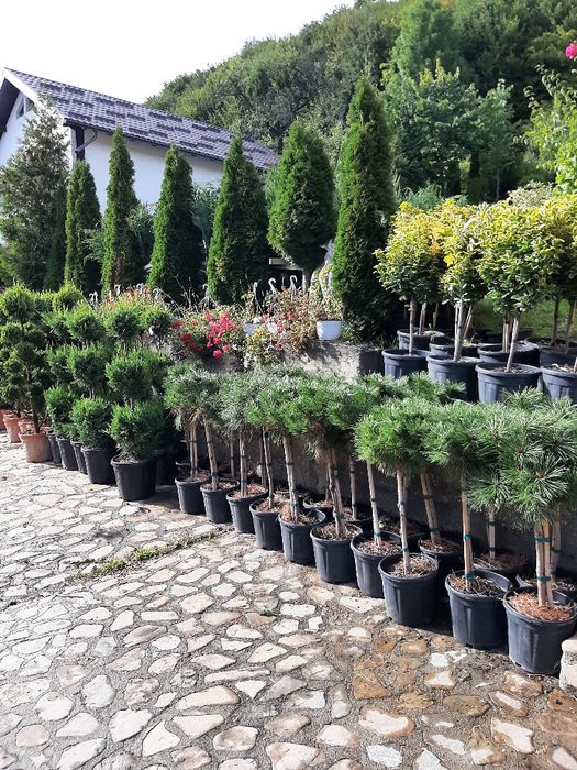 Tuia Brazi Mesteacan Tei Platani Paltini Catalpa