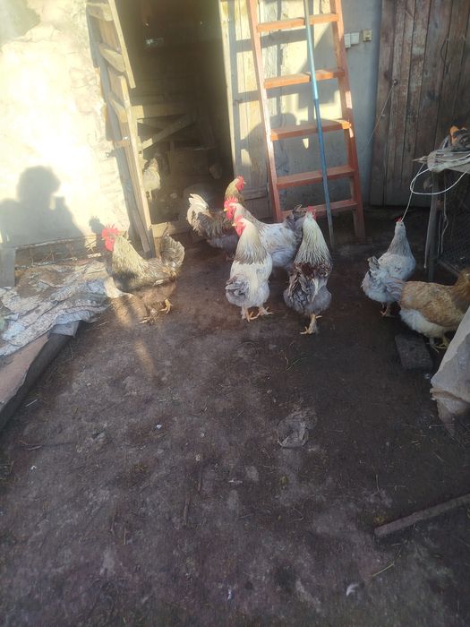 Продам петухов. 7 штук