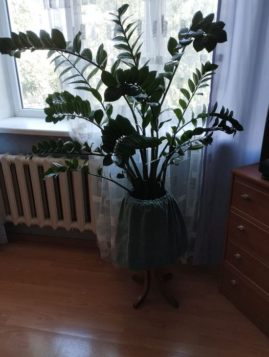 Продам замиокулькас