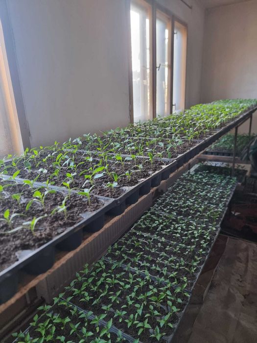 Răsaduri bio la Gura Șuții, Dâmbovița