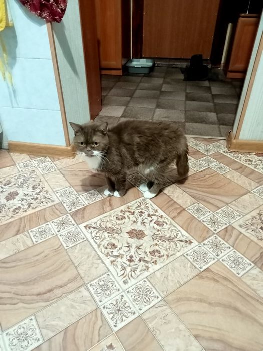 Кошка экзот 4 года