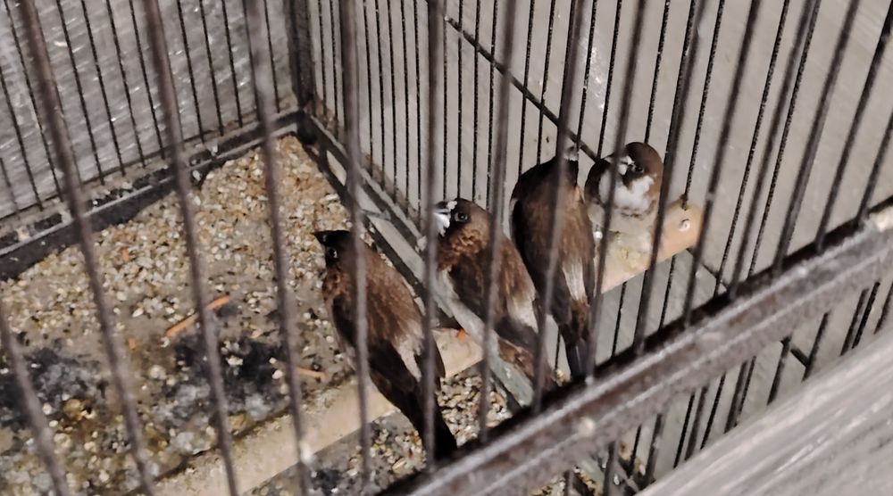 2 двойки Японски амадини