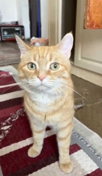 Рыжий котик ищет дом