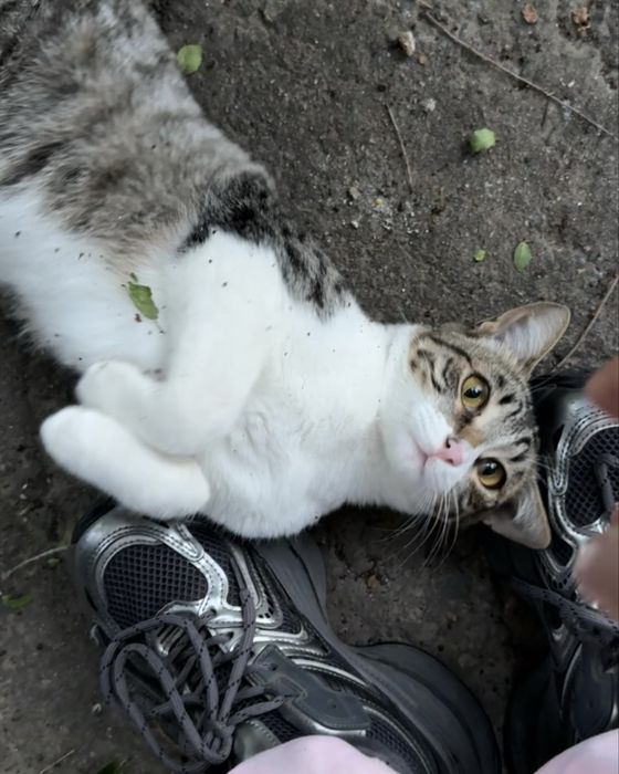 Ласковый котик ищет дом!