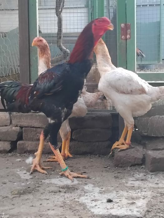 Găini combatant Malaezia
