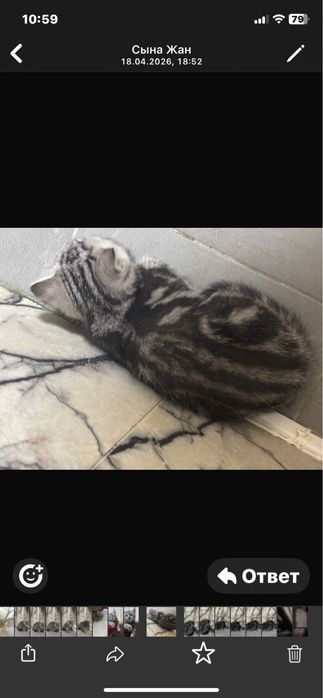 Котенок шотландской прямоухий