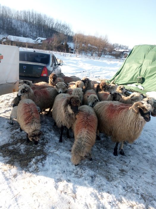 Disponibile 20 de oi