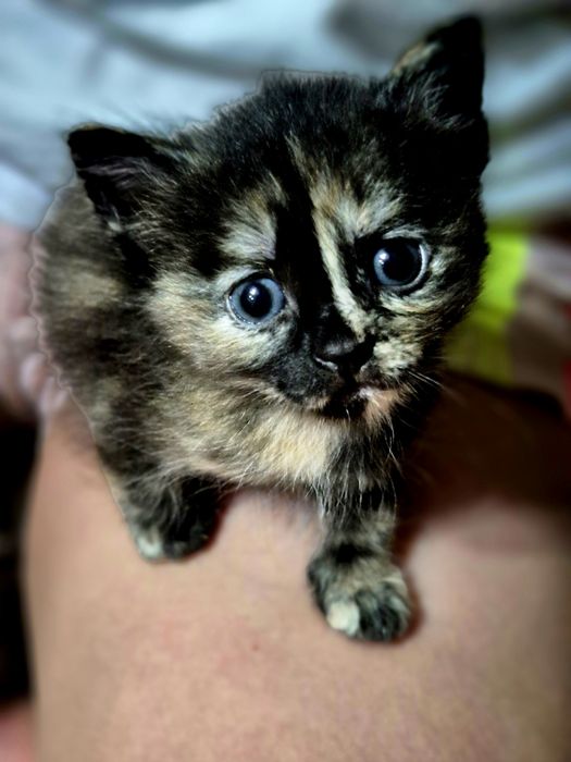 Отдам котят бесплатно