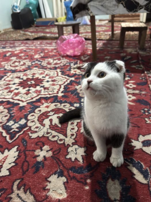 Кошка Mushuk Toshkent