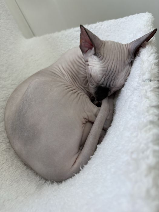 Pui Sphynx Canadian disponibili/felisa inregistrata la TICA