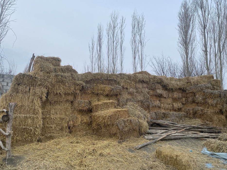 Somon pires qoqon mol qoylar uchun pris  ot òt mol ot