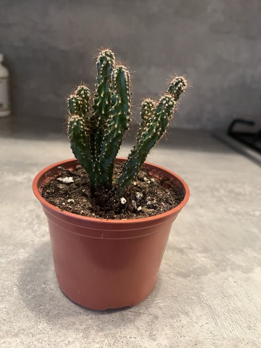 Продам комнатные цветы