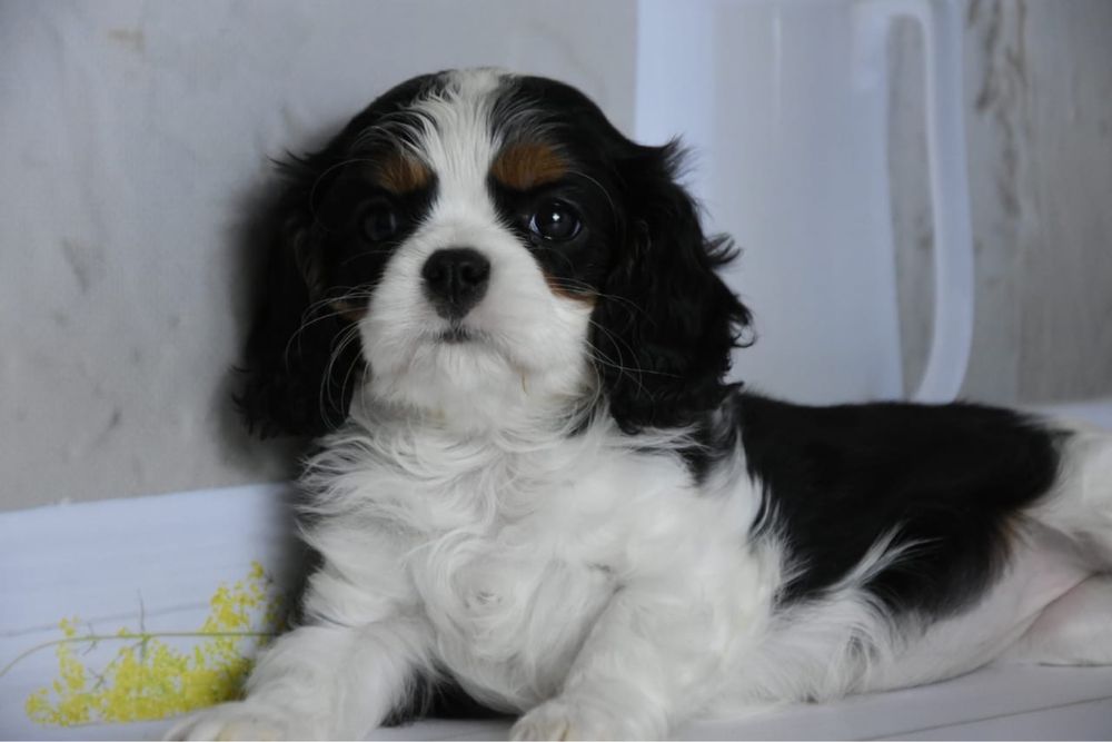 Кавалер кинг чарльз спаниель