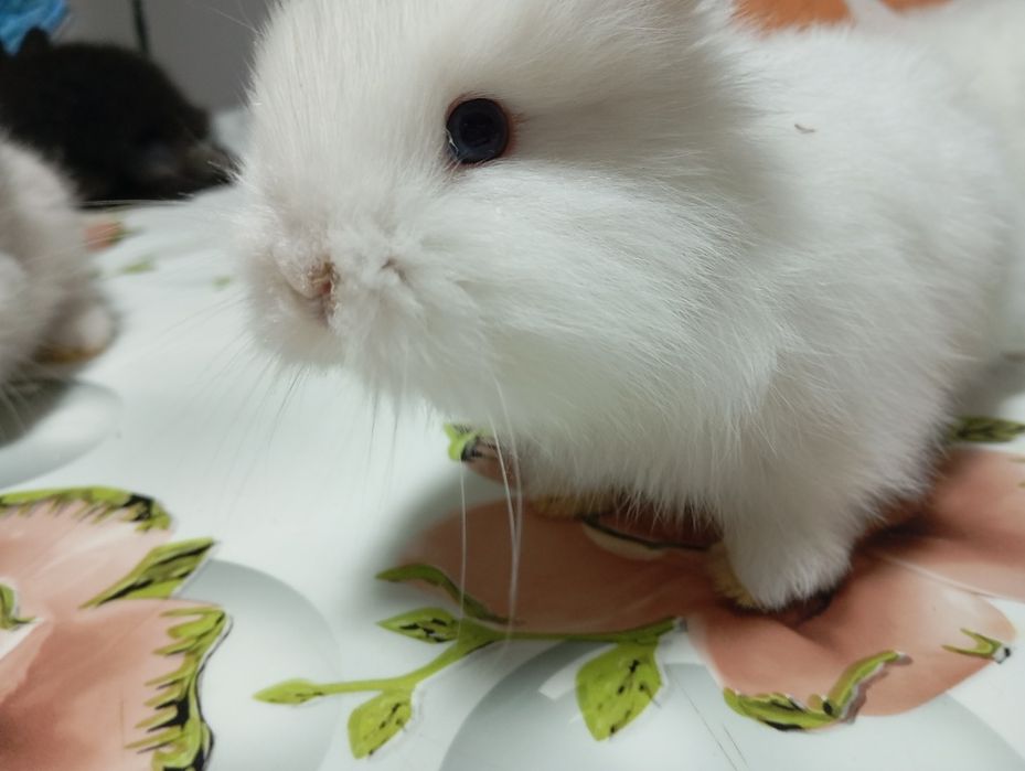 Iepurași Cap de Leu disponibili – 1,5 luni
Se vând 5 iepurași din rasa