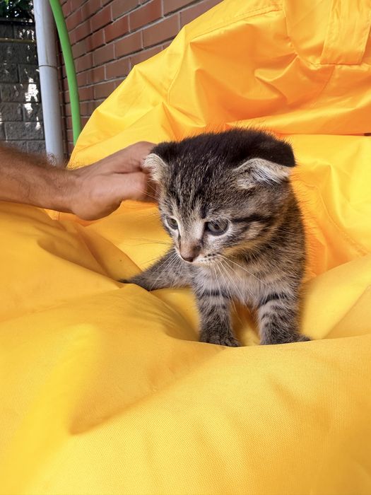 Котята беслатно, 2 месяца