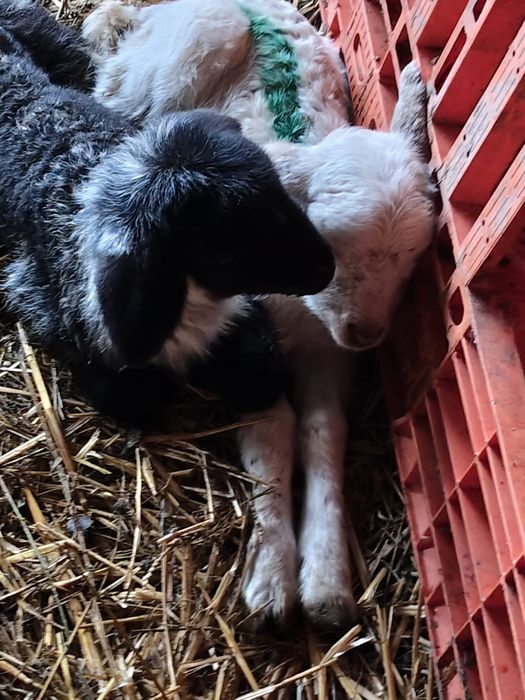 Miei gemeni de vanzare