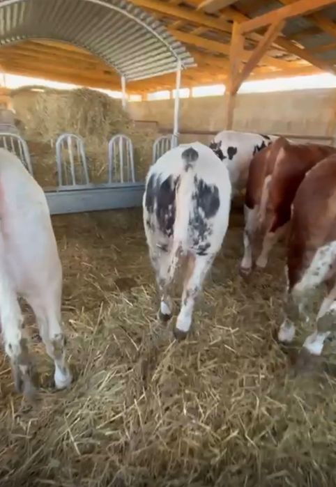 Tăurași de vânzare