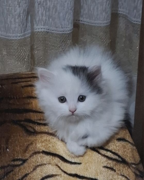 Продаются котята домашние