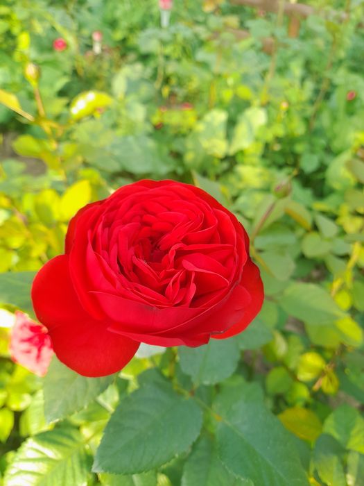 Саженцы розы Сортовые