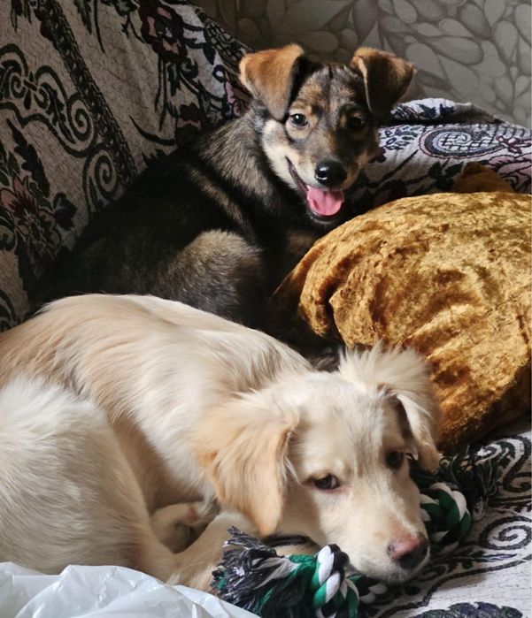 Щенки мальчики возрастом семь месяцев ищут дом