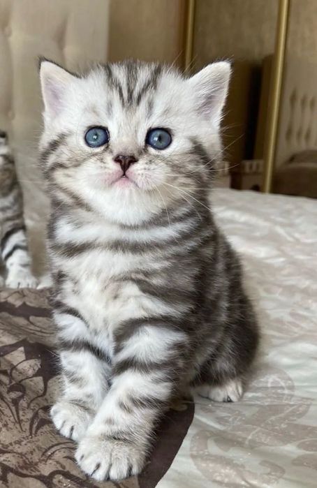 Шотландцы Котята Мрамор